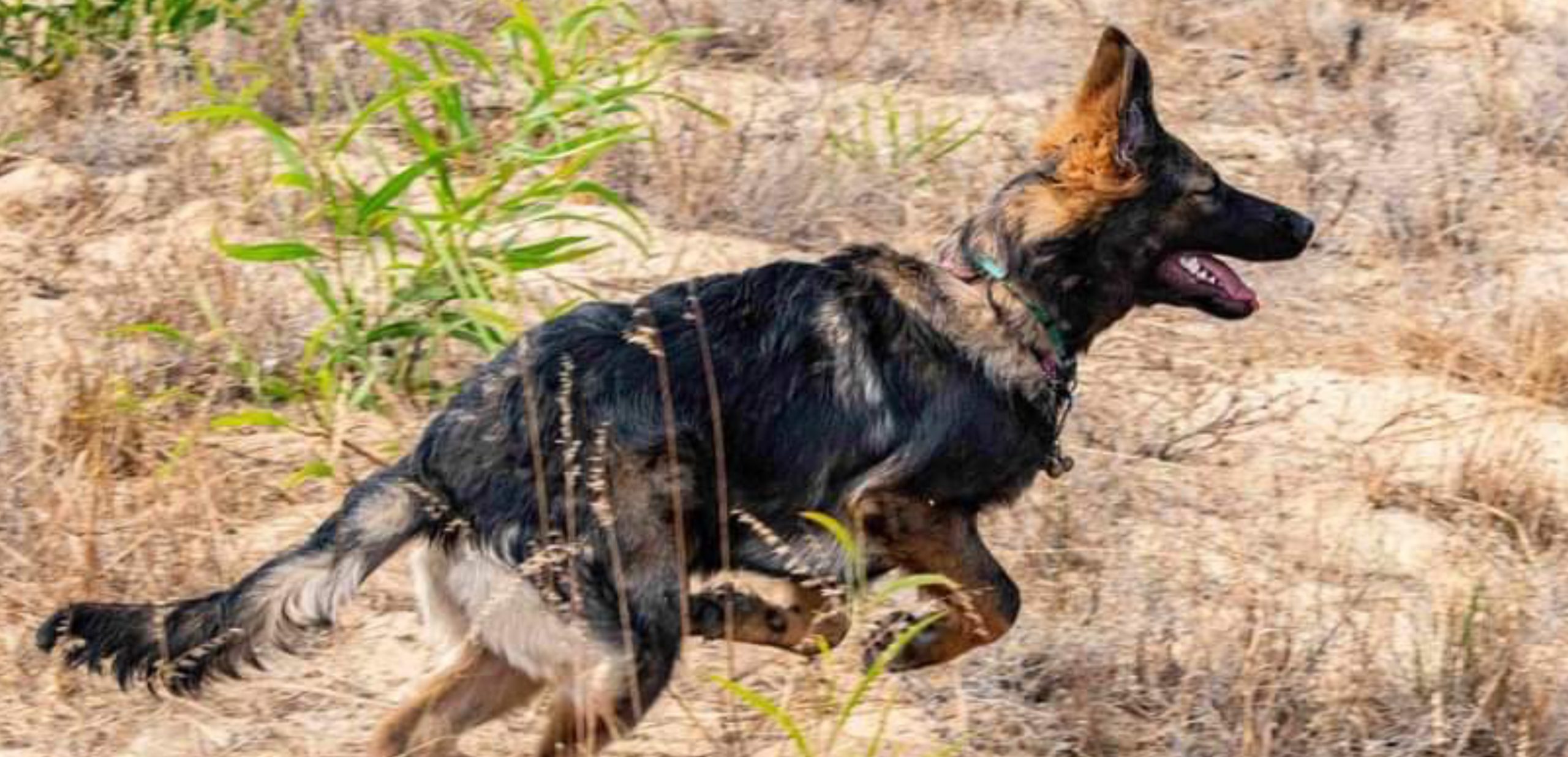 K9 SARA Newsletter