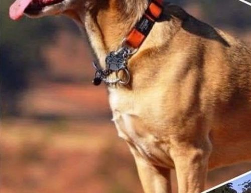 June 2025 Newsletter – K9 Heroes